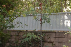 Fencing (52)